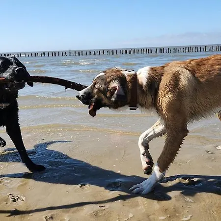 Hol Di! Zwischen Spo Und Westerhever